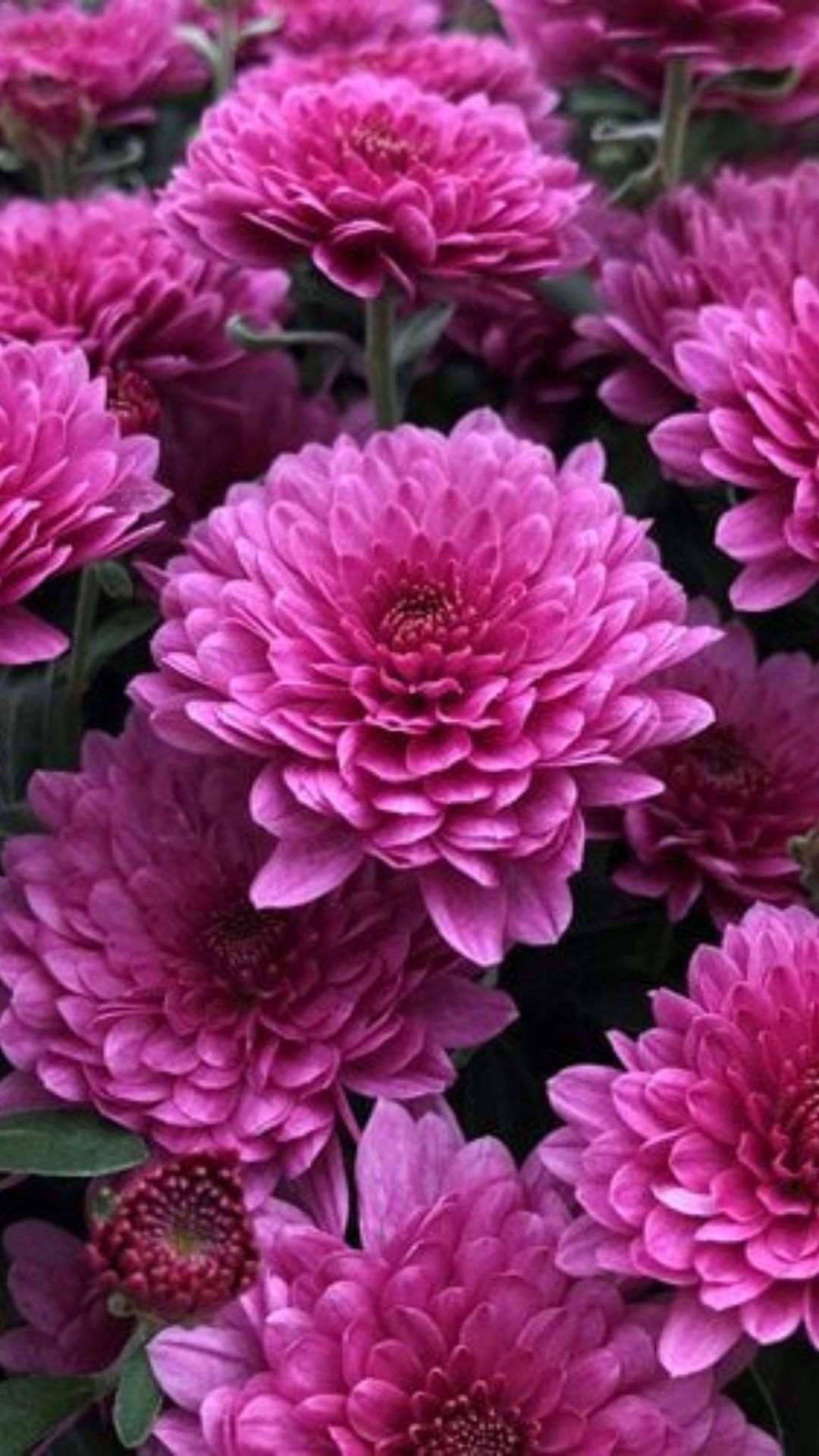 10 Plants That Naturally Repel Insects From Your Yard and Garden