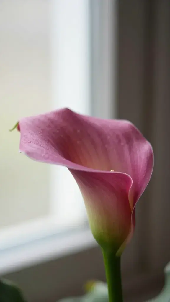 closeup of a single pink calla lily with diffuse window light