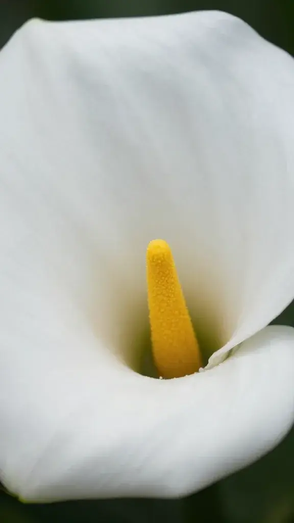 closeup of a single white calla lily blossom