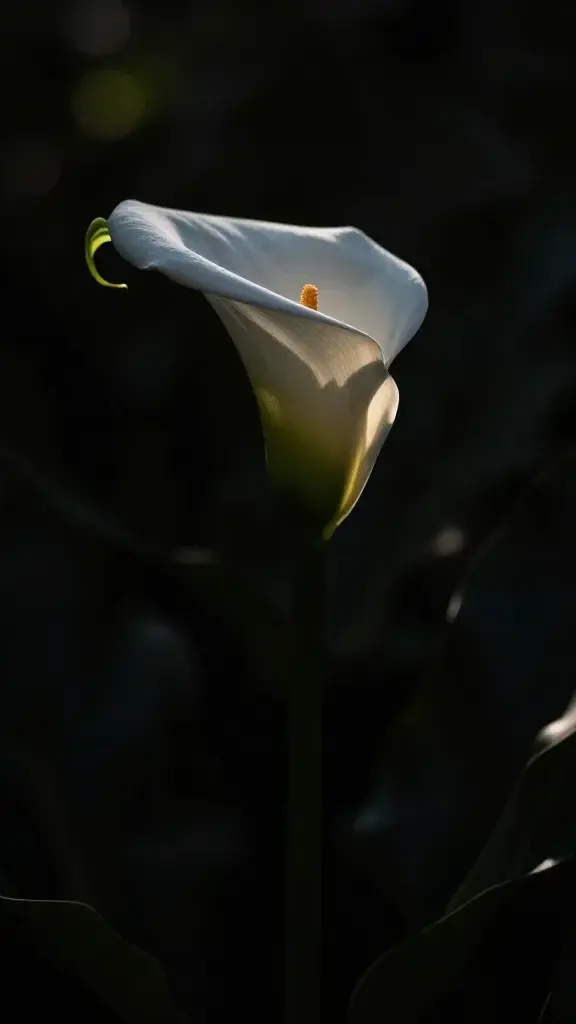 Single Calla Lily silhouette with dramatic backlight on dark background