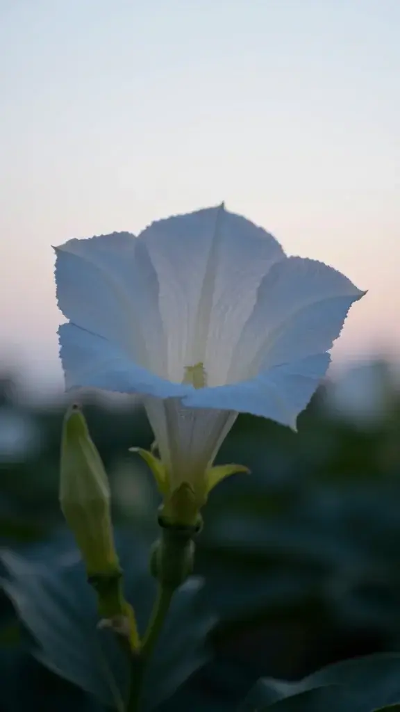 closeup of a single moonflower bloom at dusk