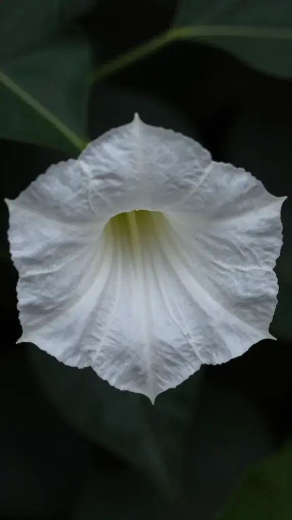 macro shot of moonflower trumpet against dark garden
