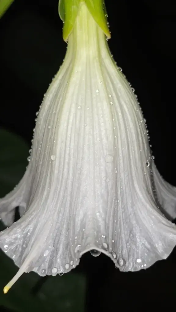 closeup of dew on a lone moonflower petal at night