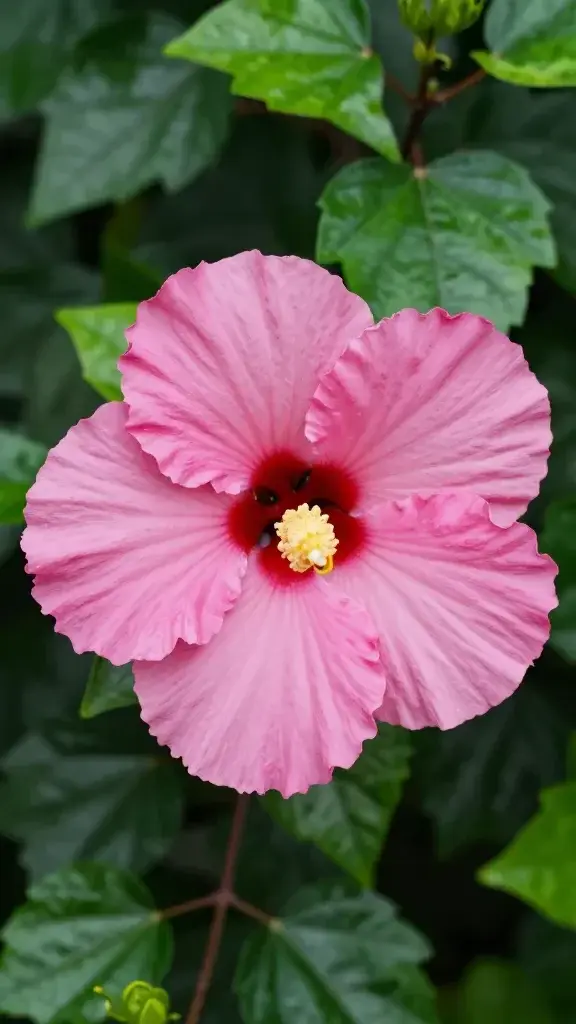 Closeup of a single hibiscus bloom with glossy leaves backdrop
