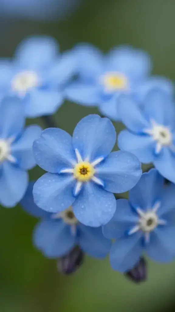 Closeup of a single Forget-Me-Not blossom in blue, macro shot