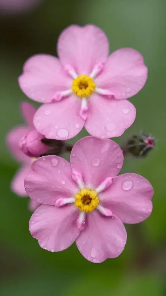Closeup of a single pink Forget-Me-Not bloom with dew drops