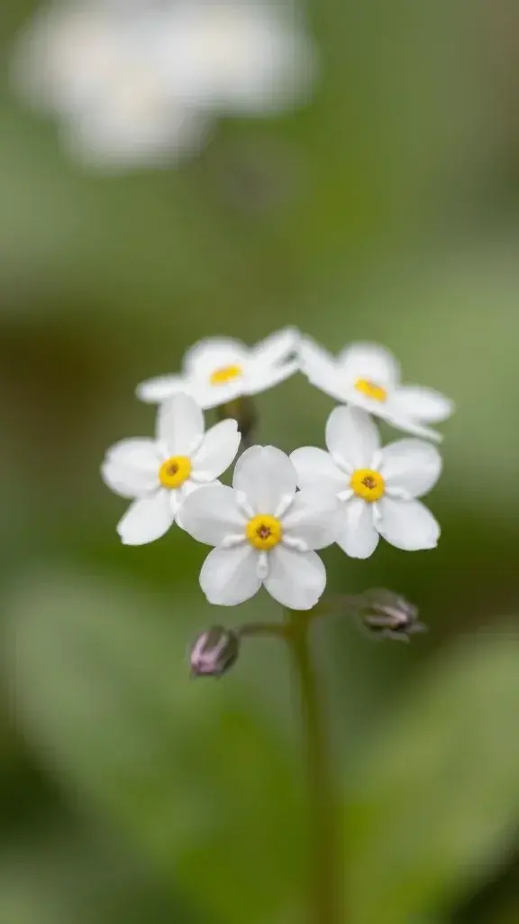 Closeup of a single white Forget-Me-Not blossom against soft bokeh background