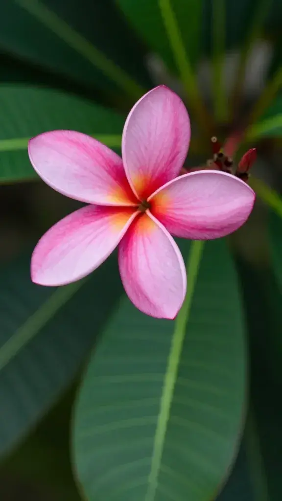 Closeup of a single Plumeria blossom in Thai Pink against dark green leaf