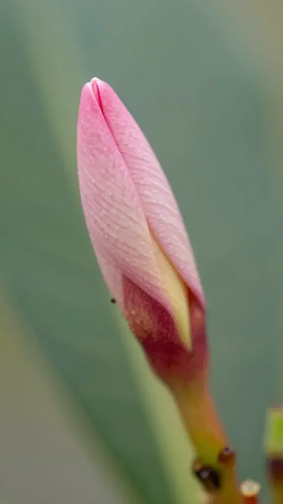 Macro shot of a single Plumeria bud in Singapore variety pastel tones