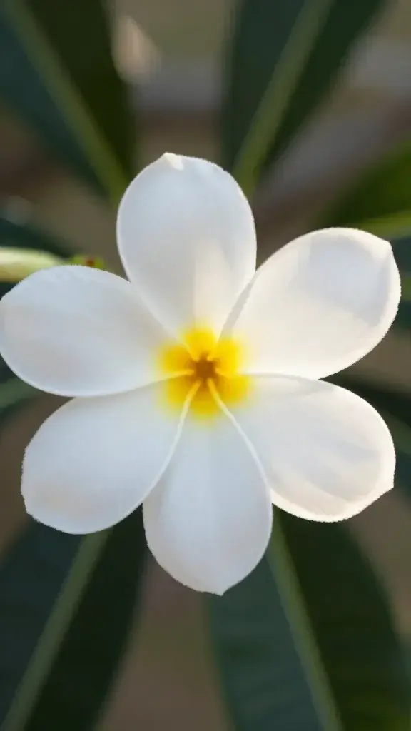 Closeup of a lone white Plumeria bloom with soft backlight glow