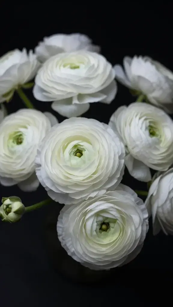 Isolated bouquet of ranunculus with white petals, dramatic closeup