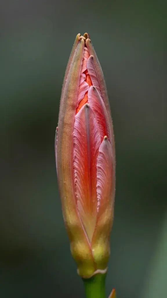 High-detail portrait of a single Corpse Flower bud pre-opening