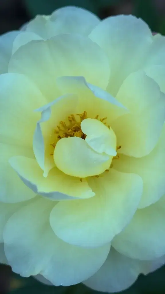 Closeup of a single digital flower bloom in soft neon glow