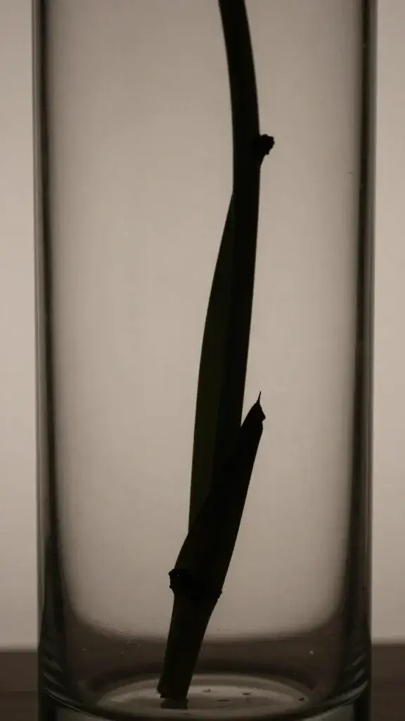 Closeup of a single glass vase containing a lone stem silhouette with soft lighting