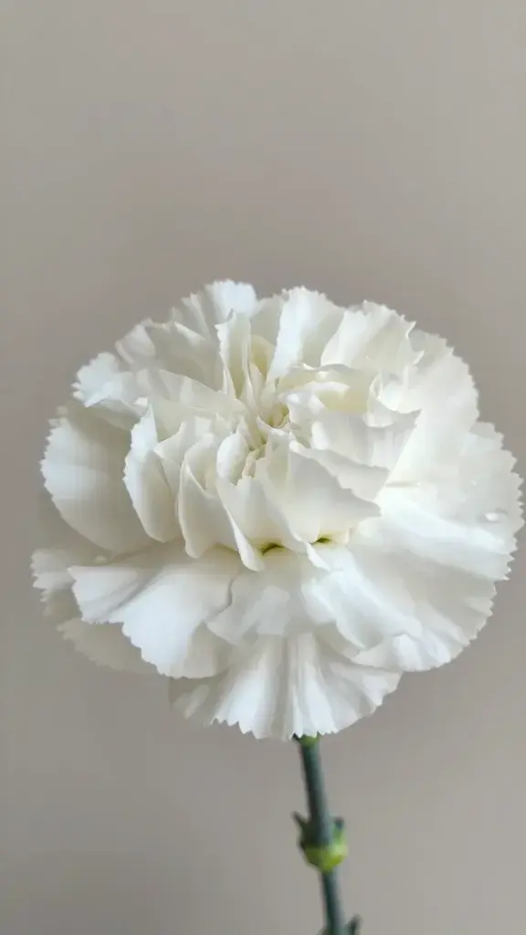 closeup of a single white carnation bloom on a neutral backdrop