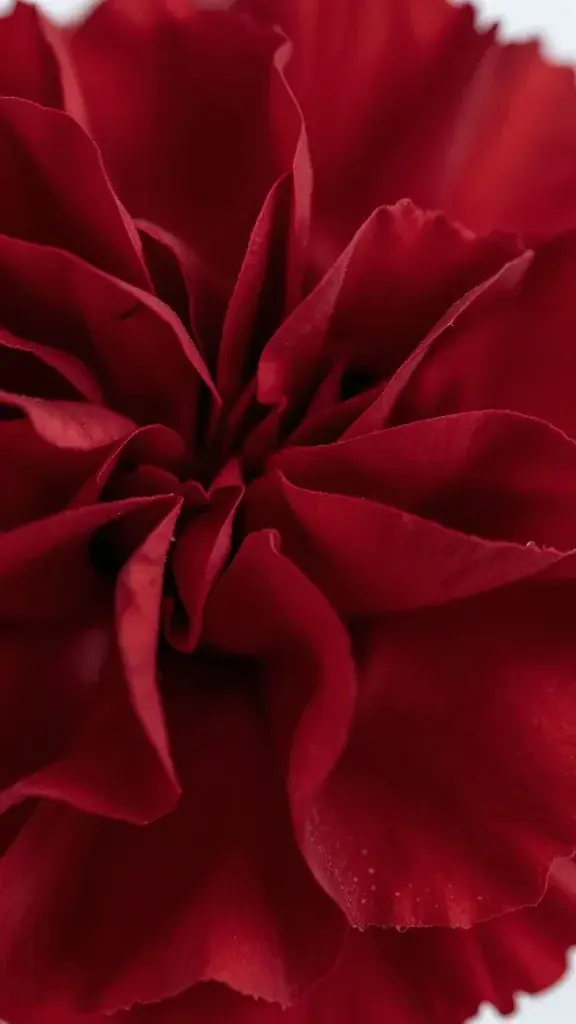 closeup of a deep red carnation petal against dark velvet