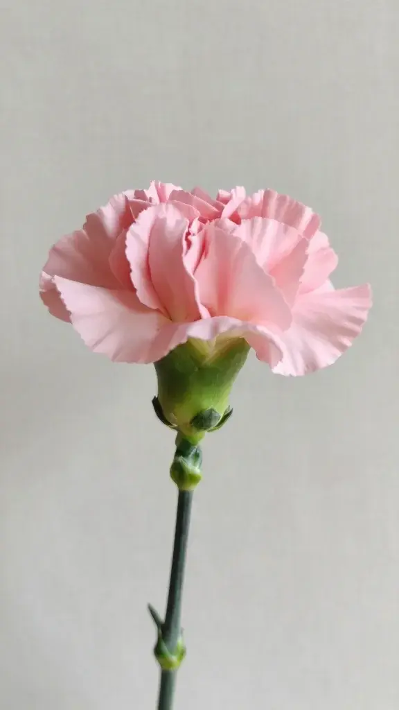 closeup of a single pastel pink carnation stem and bud on soft linen