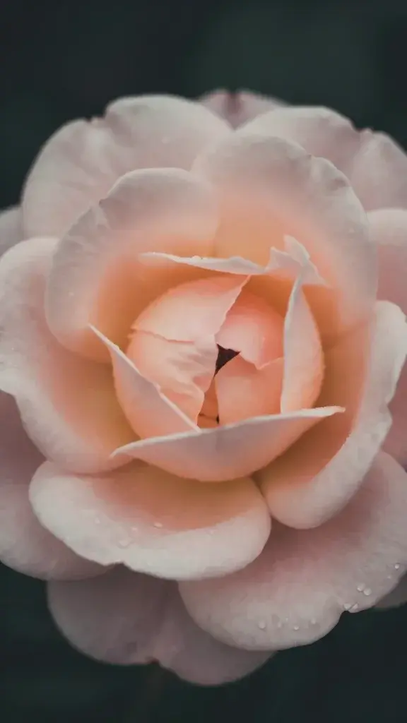 closeup Tea rose blossom, soft nostalgic lighting, dark background