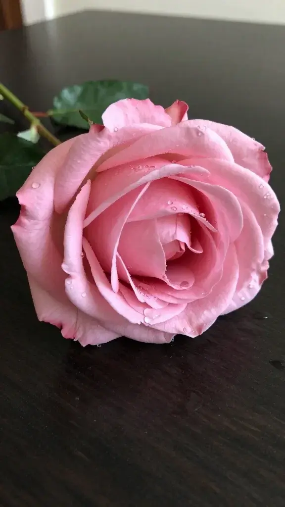 Closeup of a single fresh rose with water droplets on a dark tabletop