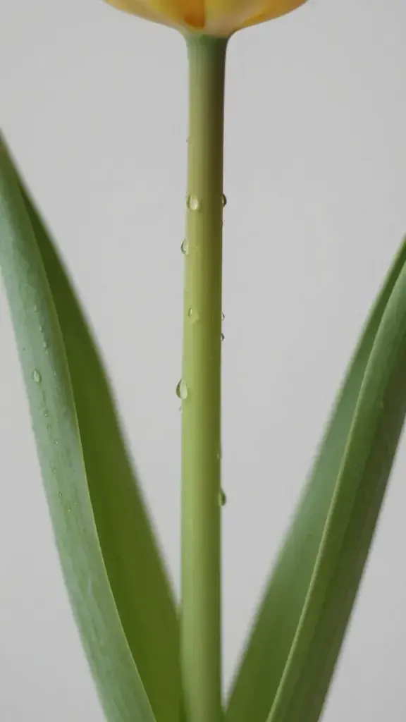 Closeup of a single tulip stem in water droplet glass