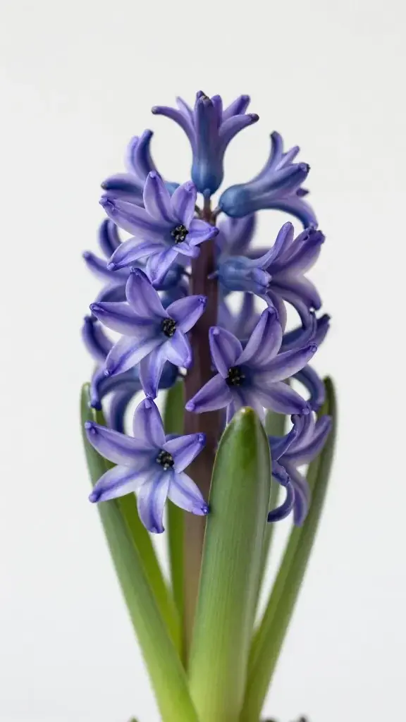 Closeup of a single hyacinth bloom against plain backdrop
