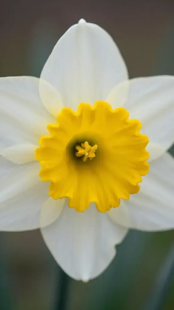 Closeup of a lone daffodil head with soft vignette lighting