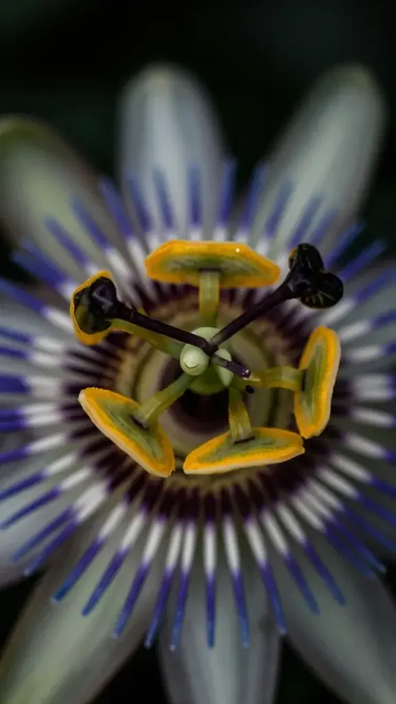 closeup of a Passion flower bloom, dramatic macro light