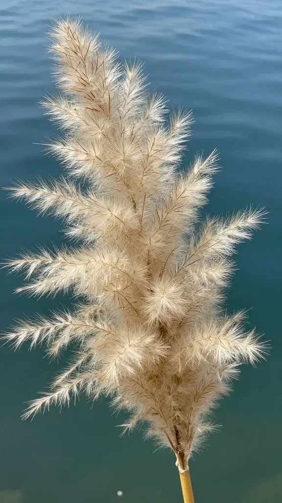 closeup of Egyptian Papyrus Lily plume, airy texture, water backdrop