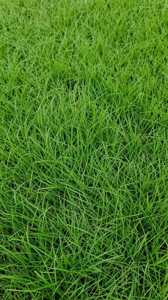 Closeup: single blade of healthy green Kentucky bluegrass turf