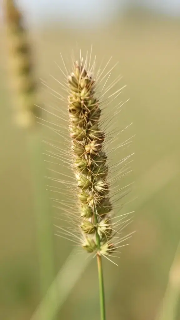 Closeup: isolated warm-season bermuda grass seed head detail